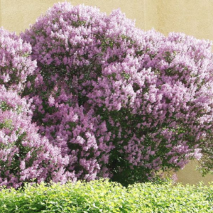 Сирень венгерская <br>Syringa josikaea