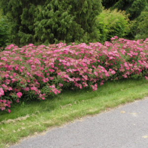 Спирея японская Фробели <br>Spiraea japonica Froebelii