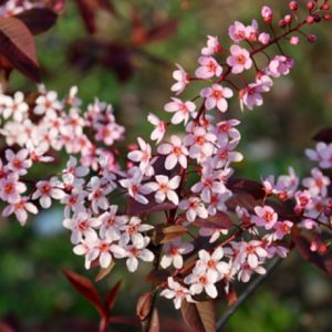 Черемуха обыкновенная Колората <br>Prunus padus Colorata