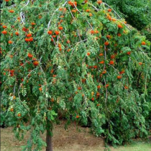 Рябина обыкновенная Пендула <br>Sorbus aucuparia Pendula