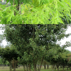 Клен сахаристый (серебристый) Лациниатум Виери <br>Acer saccharinum Laciniatum Wieri