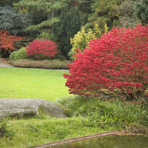 Бересклет европейский <br>Euonymus europaeus