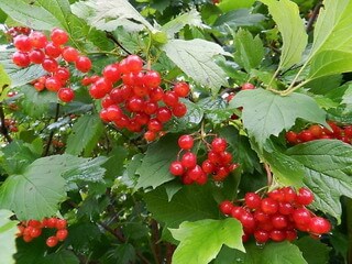 Калина обыкновенная <br> Viburnum opulus