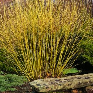 Дерен отпрысковый Флавирамеа <br> Cornus stolonifera Flaviramea