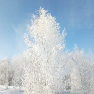 Береза пушистая <br>Betula pubescens