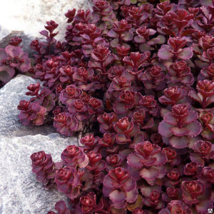 Очиток ложный Вуду <br> Sedum spurium Voodo