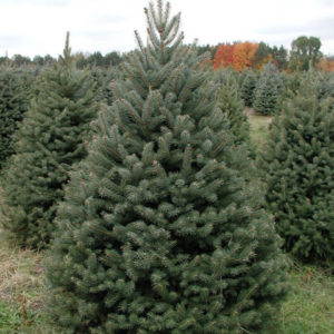 Ель колючая (ЗЕЛЕНАЯ)<br>  Picea pungens