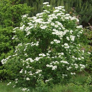 Калина обыкновенная <br> Viburnum opulus