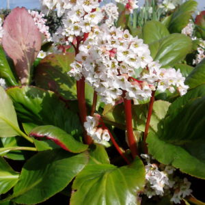 Бадан гибридный Брессингем Вайт<br>Bergenia hybride Bressingham White