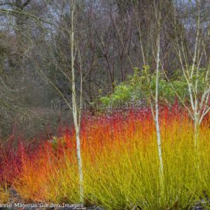 Дерен отпрысковый Флавирамеа <br> Cornus stolonifera Flaviramea