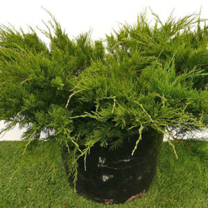 Можжевельник средний Минт Джулеп <br> Juniperus pfitzeriana  Mint Julep