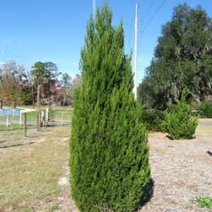 Можжевельник китайский Спартан <br> Juniperus chinensis Spartan