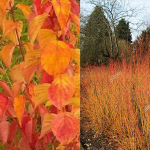 Дерен кроваво-красный Меджик Флейм<br>Cornus sanguinea Magic Flame