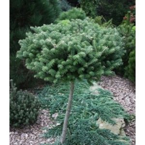 Пихта корейская Грин Карпет на штамбе<br>Abies koreana Green Carpet