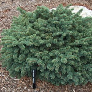 Ель колючая Вальдбрун <br>Picea pungens Waldbrunn