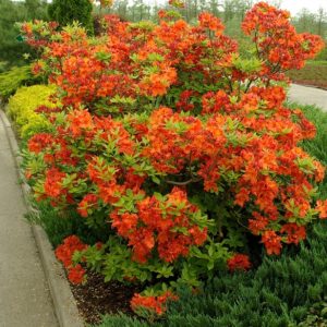 Рододендрон Гибралтар <br>(Rhododendron Gibraltar)