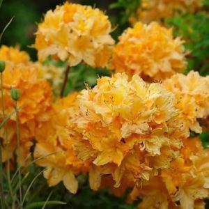 Рододендрон Голден Лайтс <br>Rhododendron Golden Lights