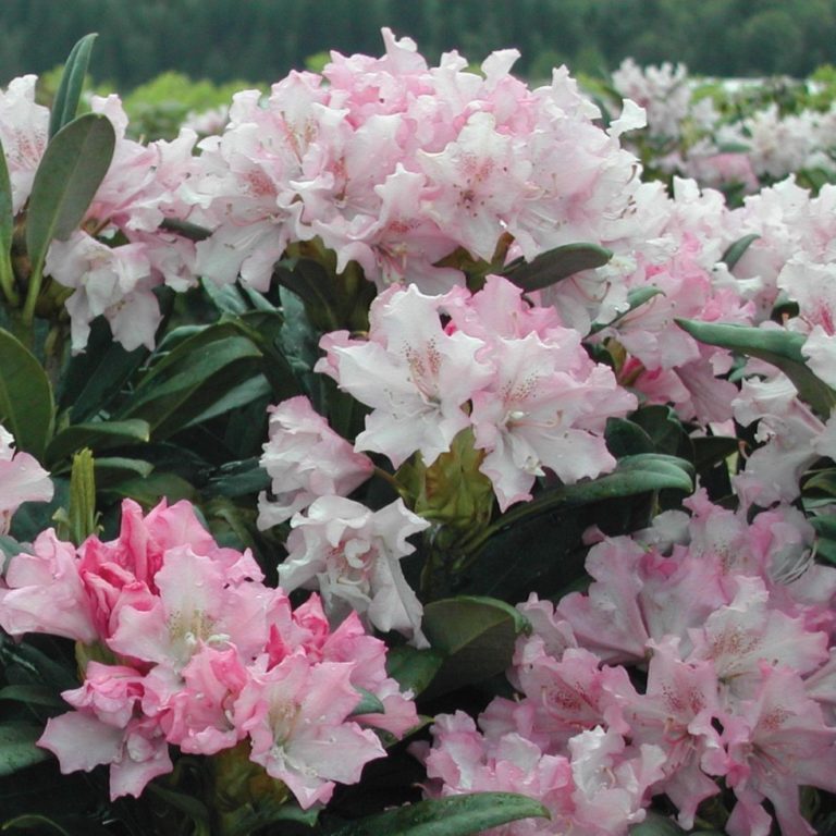 Купить Рододендрон Хаага Rhododendron Haaga - в питомнике Флорини