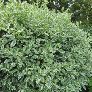 Дерен отпрысковый Вайт Голд<br>Cornus stolonifera White Gold