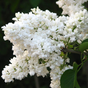 Сирень обыкновенная Мадам Лемуа<br>Syringa vulgaris Madame Lemoine