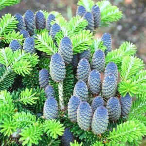 Пихта корейская<br>Abies koreana