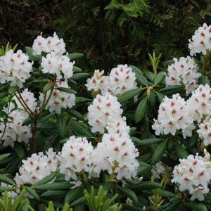 Рододендрон Тигерштедт <br>Rhododendron P.M.A. Tigerstedt