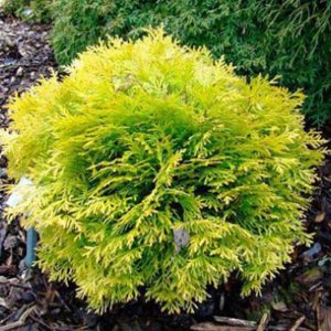 Туя западная Даника Ауреа <br>Thuja occidentalis Danica Aurea