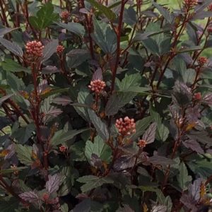 пузыреплодник калинолистный “литл джокер” (Physocarpus opulifolius “Little Joker”)