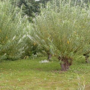 Ива прутовидная (Salix viminalis)