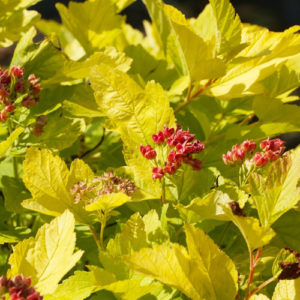 Пузыреплодник калинолистный (Physocarpus opulifolius `Angel Gold`)