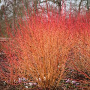 Дерен кроваво-красный “Мидвинтер Файер” (Cornus sanguinea “Midwinter Fire”)