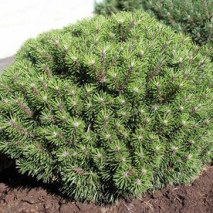 Сосна горная Бенджамин – Pinus mugo Benjamin