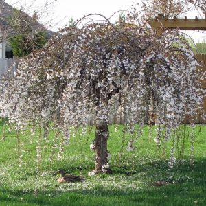 Яблоня Чилс Випинг Malus Cheals Weeping