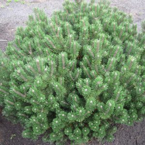 Сосна горная Хампи – Pinus mugo Humpy