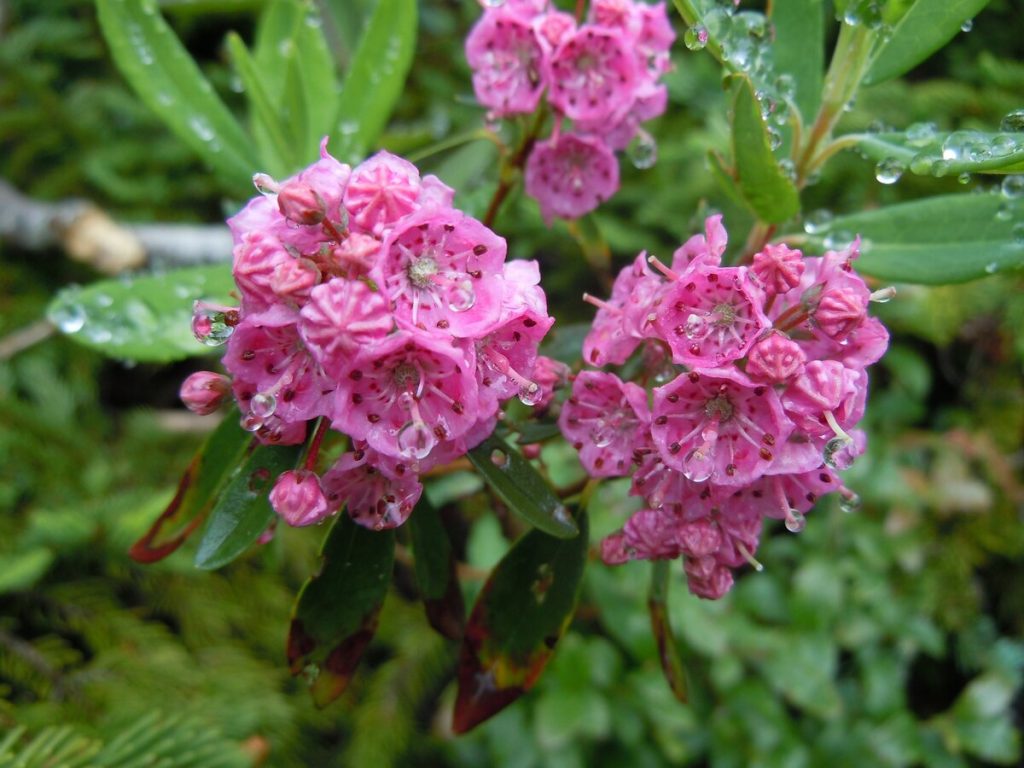 Купить Кальмия узколистная Kalmia angustifolia - в питомнике Флорини