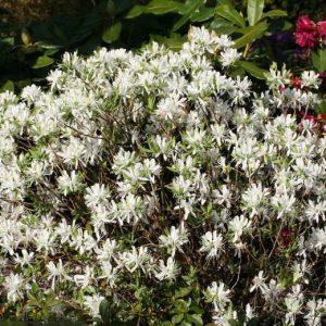 Рододендрон канадский Альбум Rhododendron canadense Album