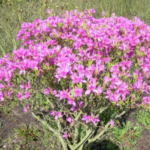 Рододендрон канадский Rhododendron canadense