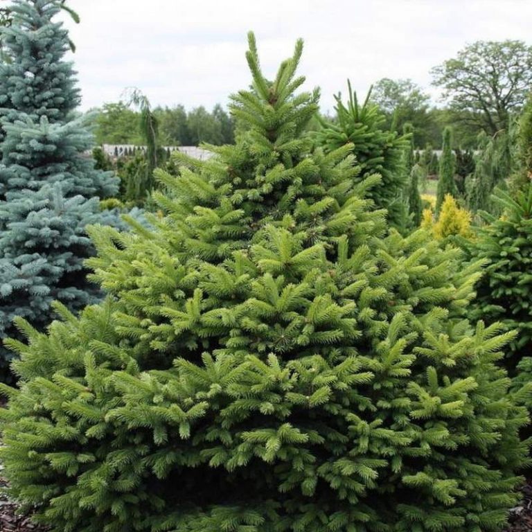 Купить Ель колючая Мерис Брум - Picea pungens St. Marys Broom - в ...