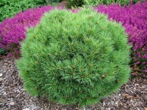 Сосна обыкновенная Келпи – Pinus sylvestris Kelpie