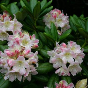 Рододендрон короткоплодный Rhododendron brachycarpum