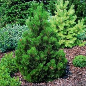 Сосна боснийская/белокорая Малинки – Pinus leucodermis Malinki