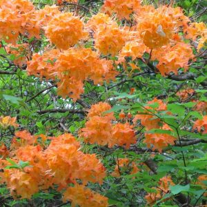 Рододендрон ноготковидный Rhododendron calendulaceum