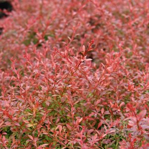 Барбарис тунберга “Оранж Дрим” – Berberis thunbergii Orange Dream