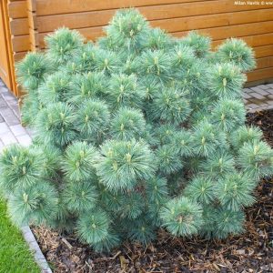 Сосна веймутова Радиата – Pinus strobus Radiata