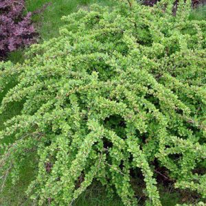 Барбарис тунберга “Грин Карпет” – Berberis thunbergii Green Carpet