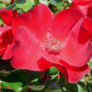 Роза Робуста Rosa Robusta