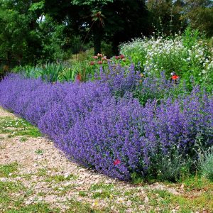 Котовник Фасена Сикс Хиллс Джайант Nepeta faassenii Six Hills Giant