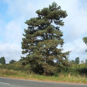 Сосна обыкновенная Скиак – Pinus sylvestris Skjak
