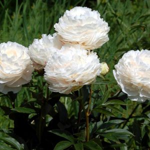 Пион Соланж Paeonia Solange