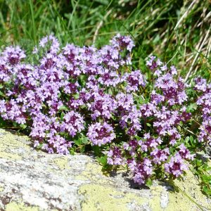 Тимьян ползучий Thymus serpyllum